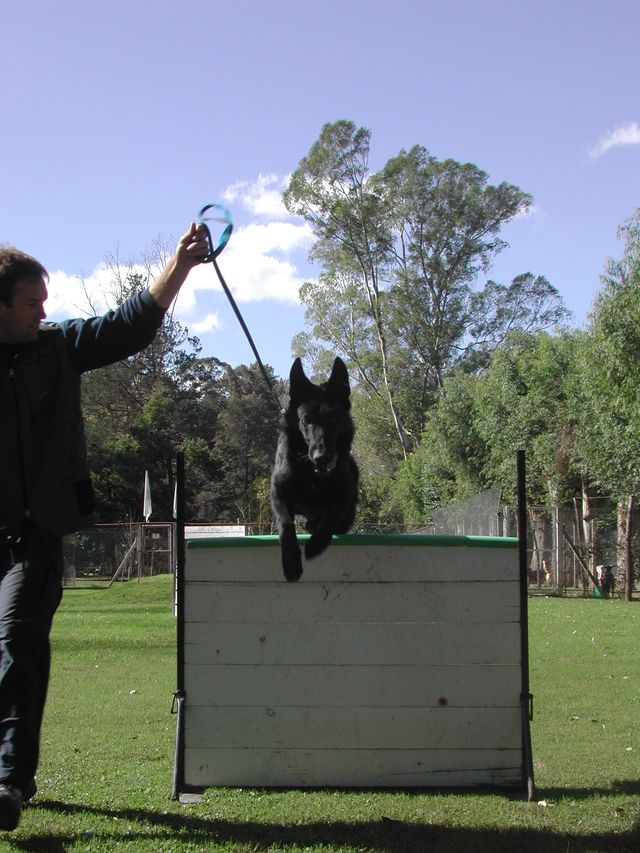 Perro entrenado en nuestro predio